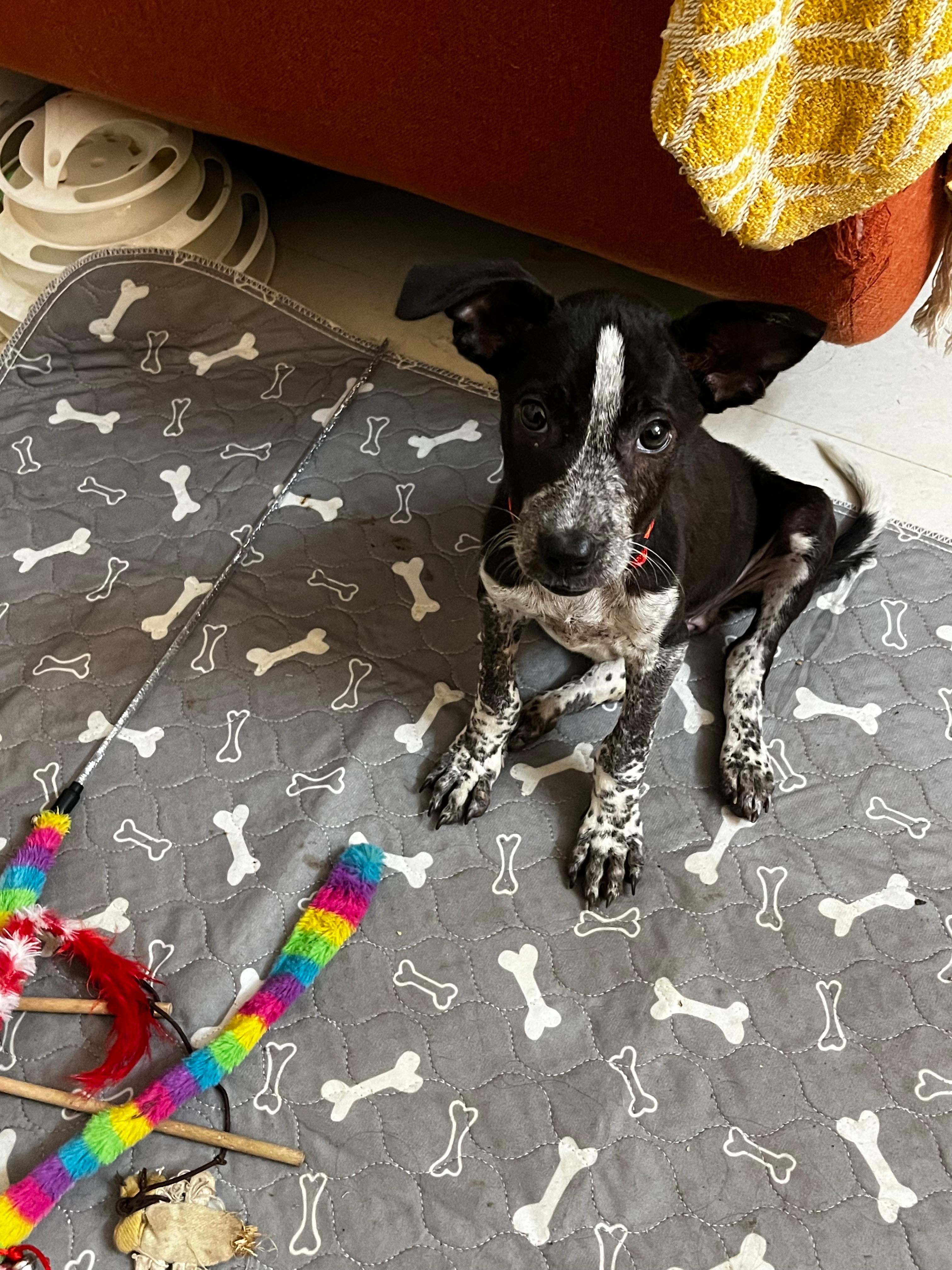 Poppy sleeping peacefully