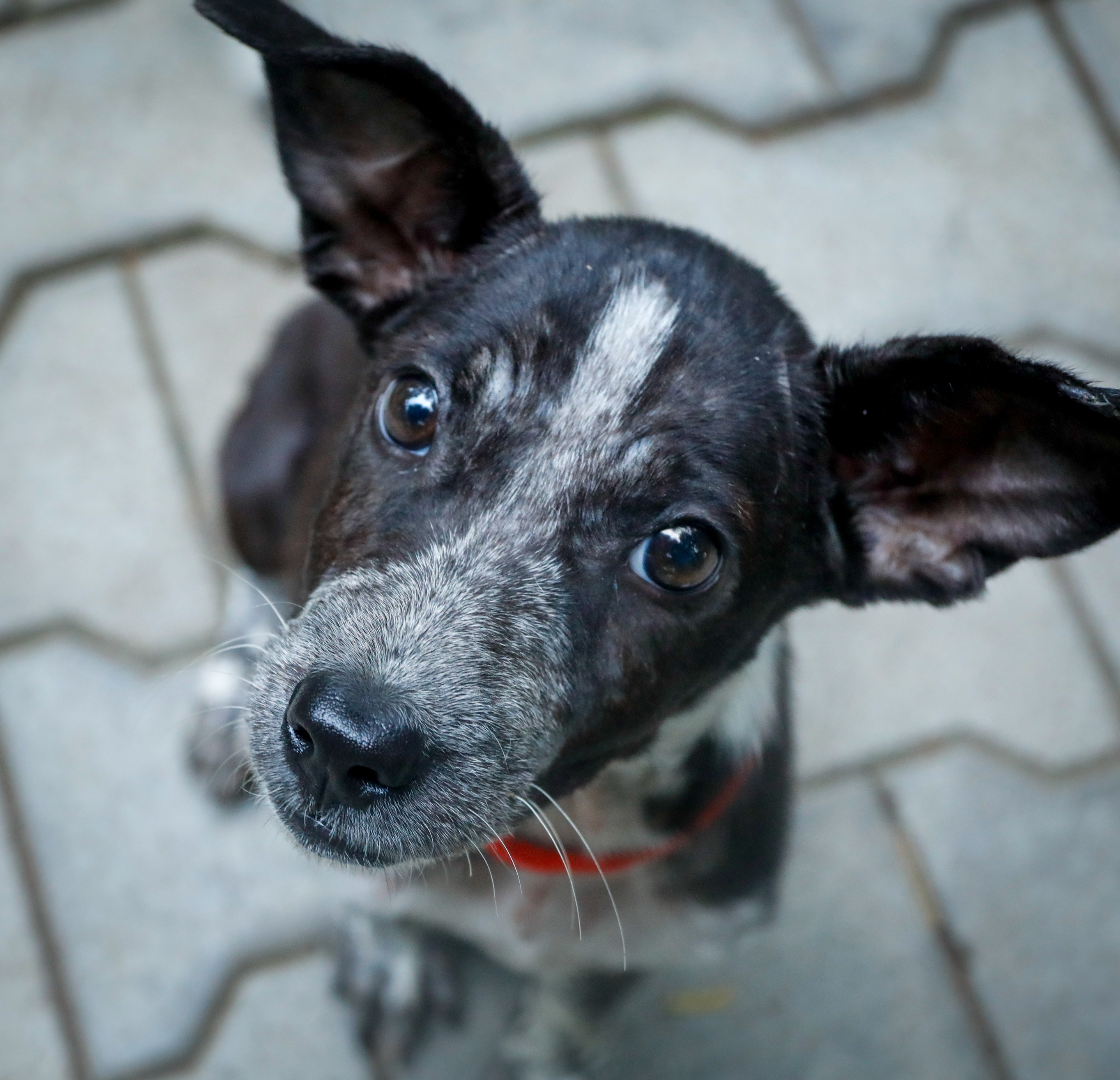 Poppy sleeping peacefully
