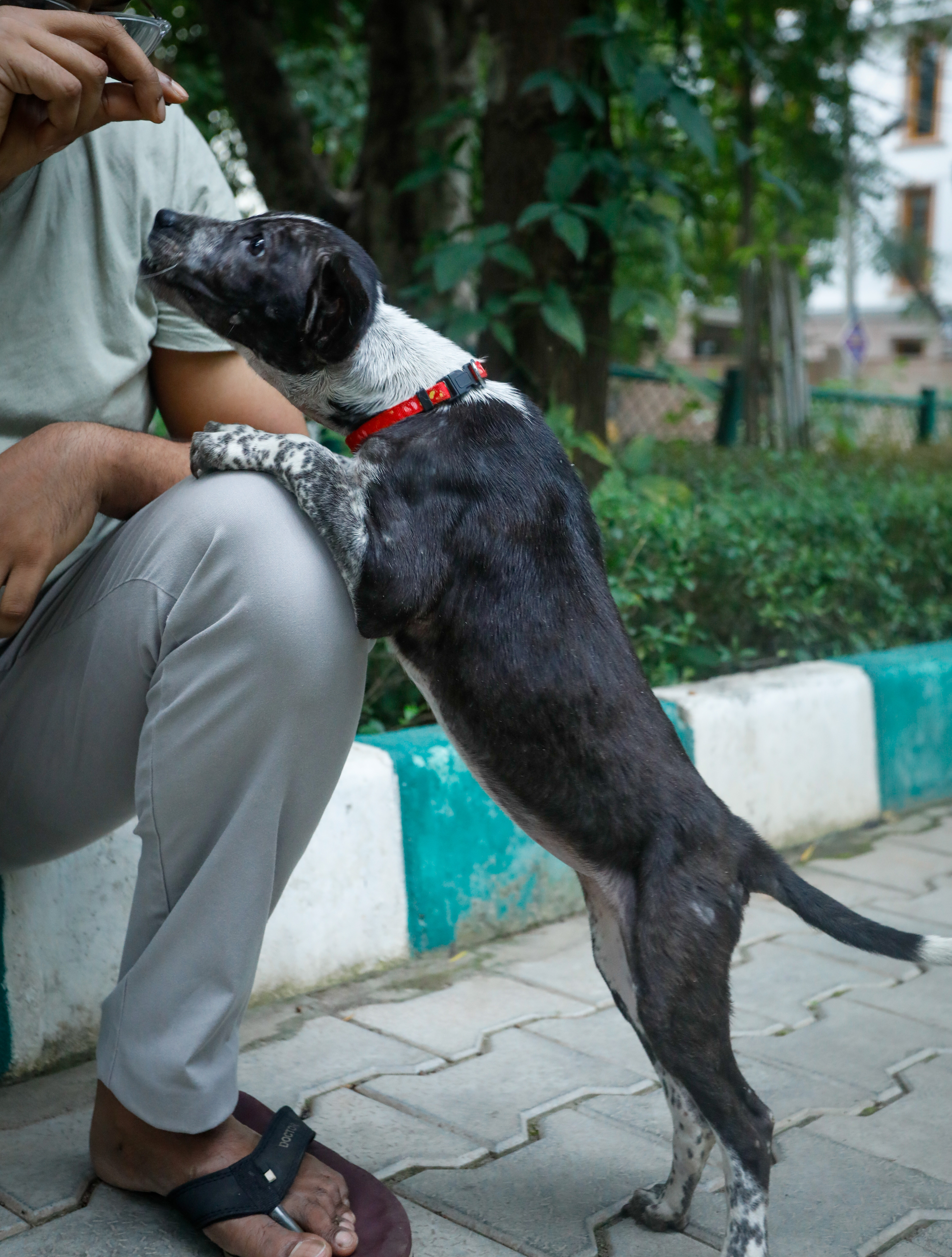 Poppy sleeping peacefully