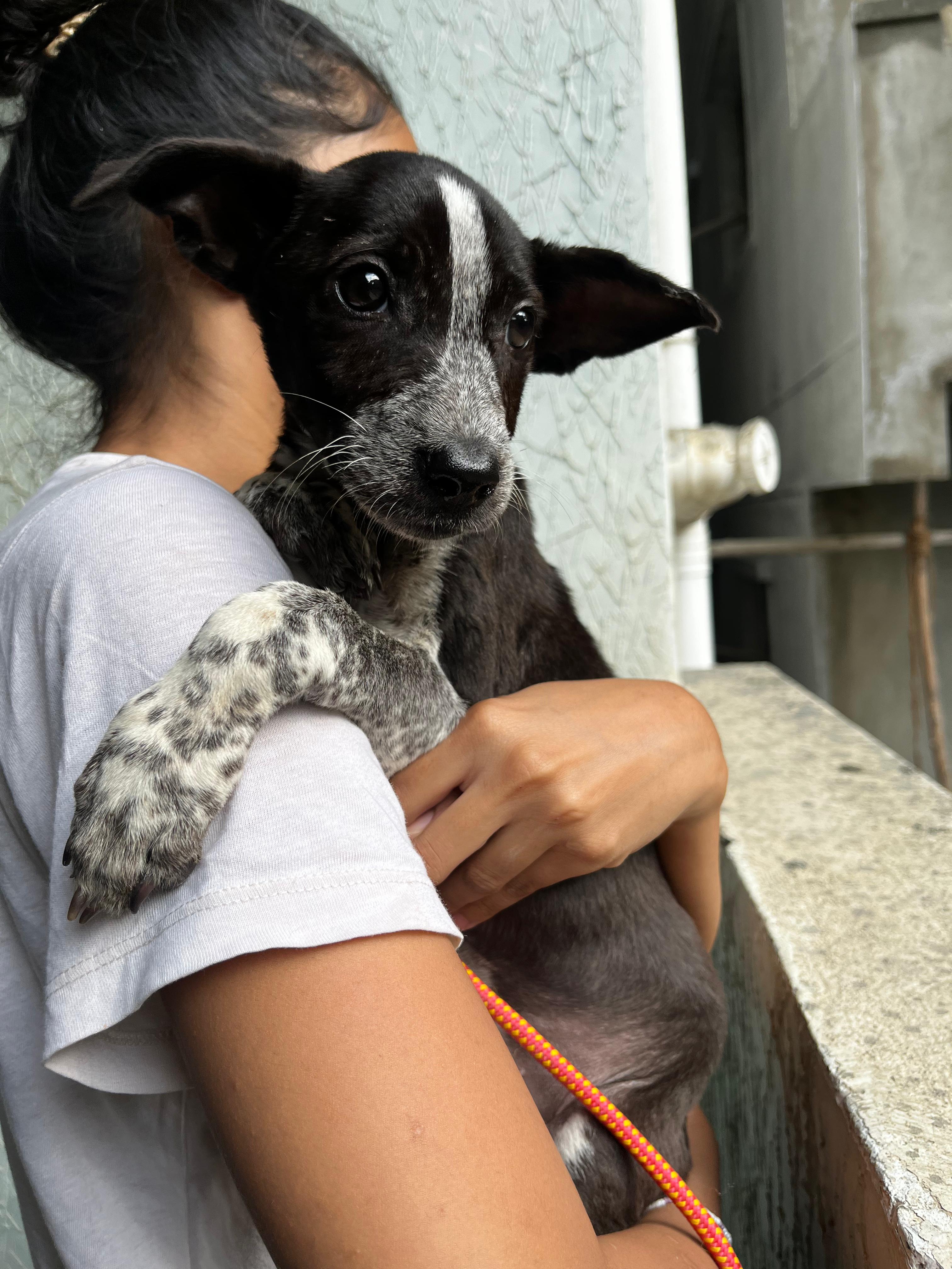 Poppy sleeping peacefully