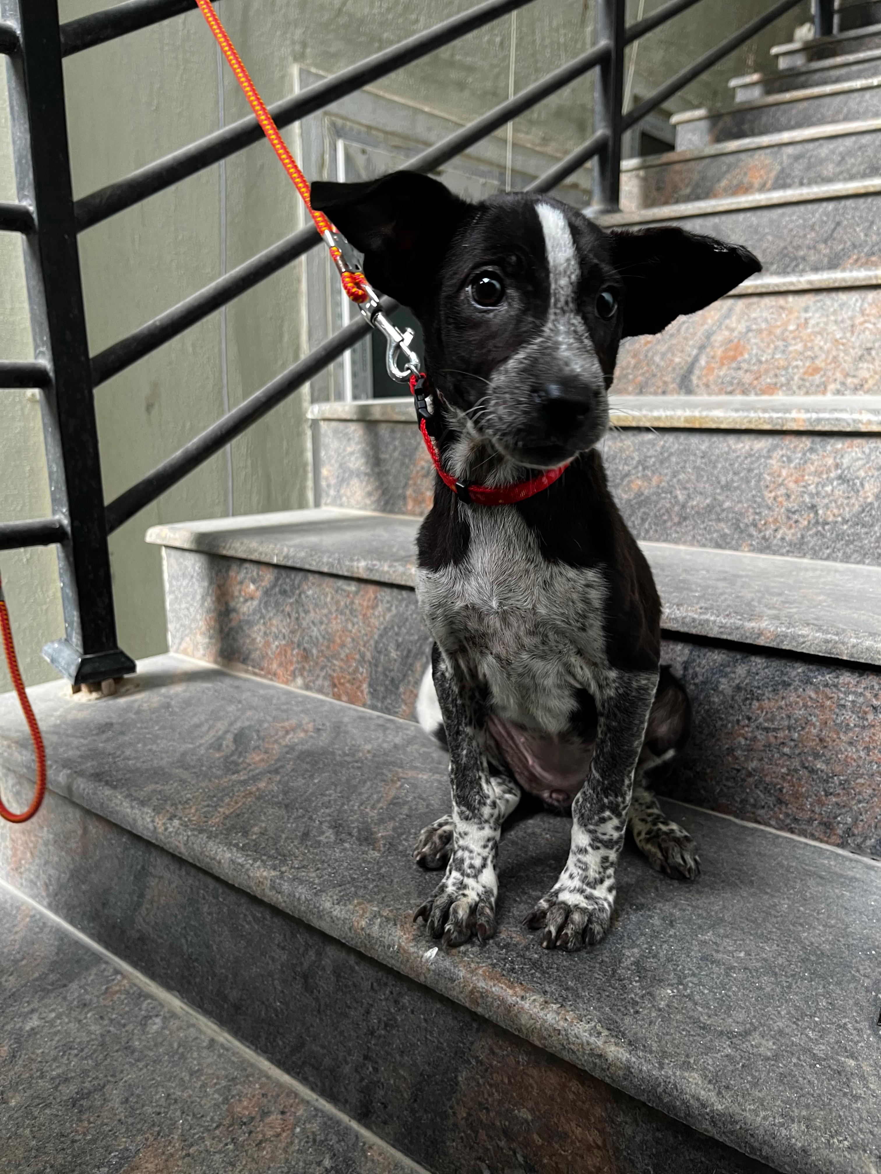 Poppy sleeping peacefully