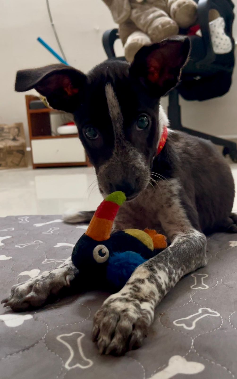 Poppy sleeping peacefully