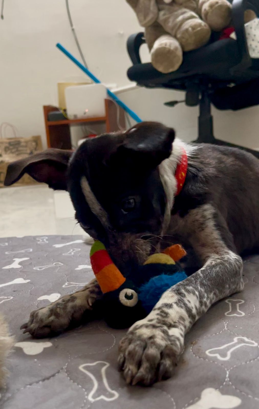 Poppy sleeping peacefully