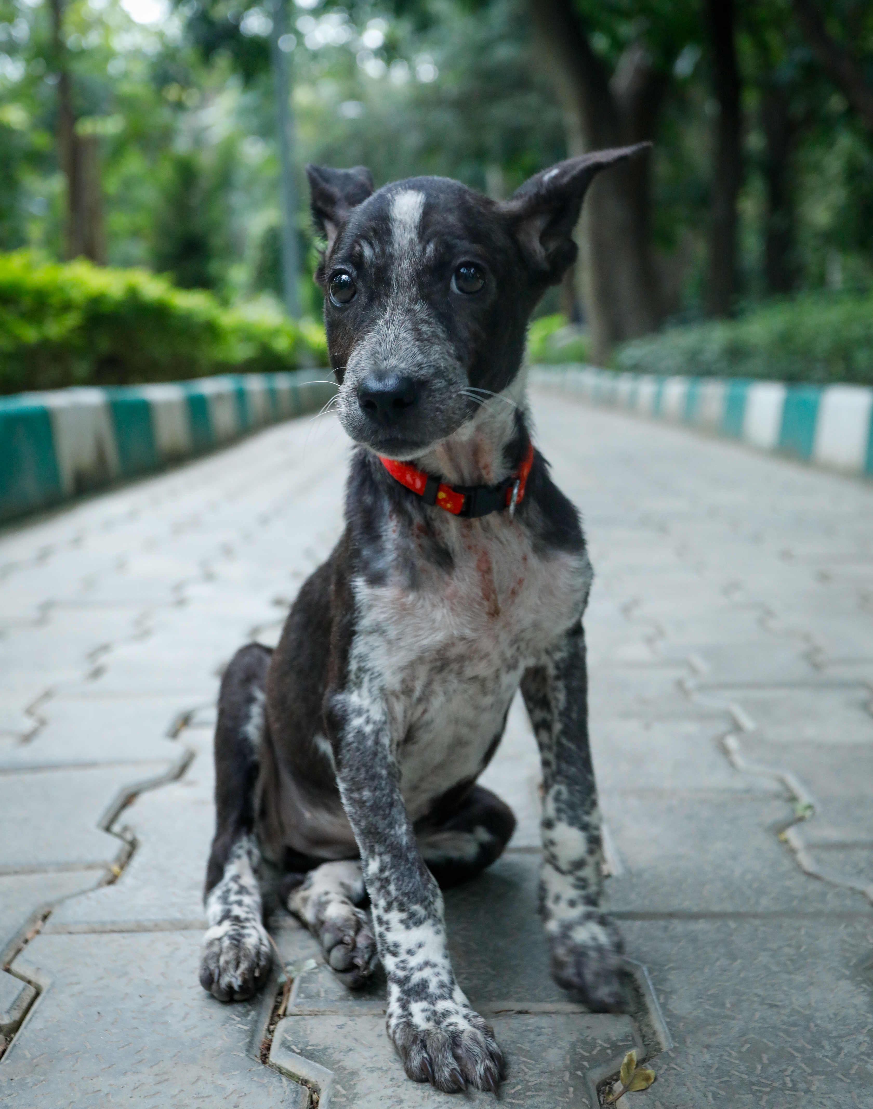 Poppy sleeping peacefully