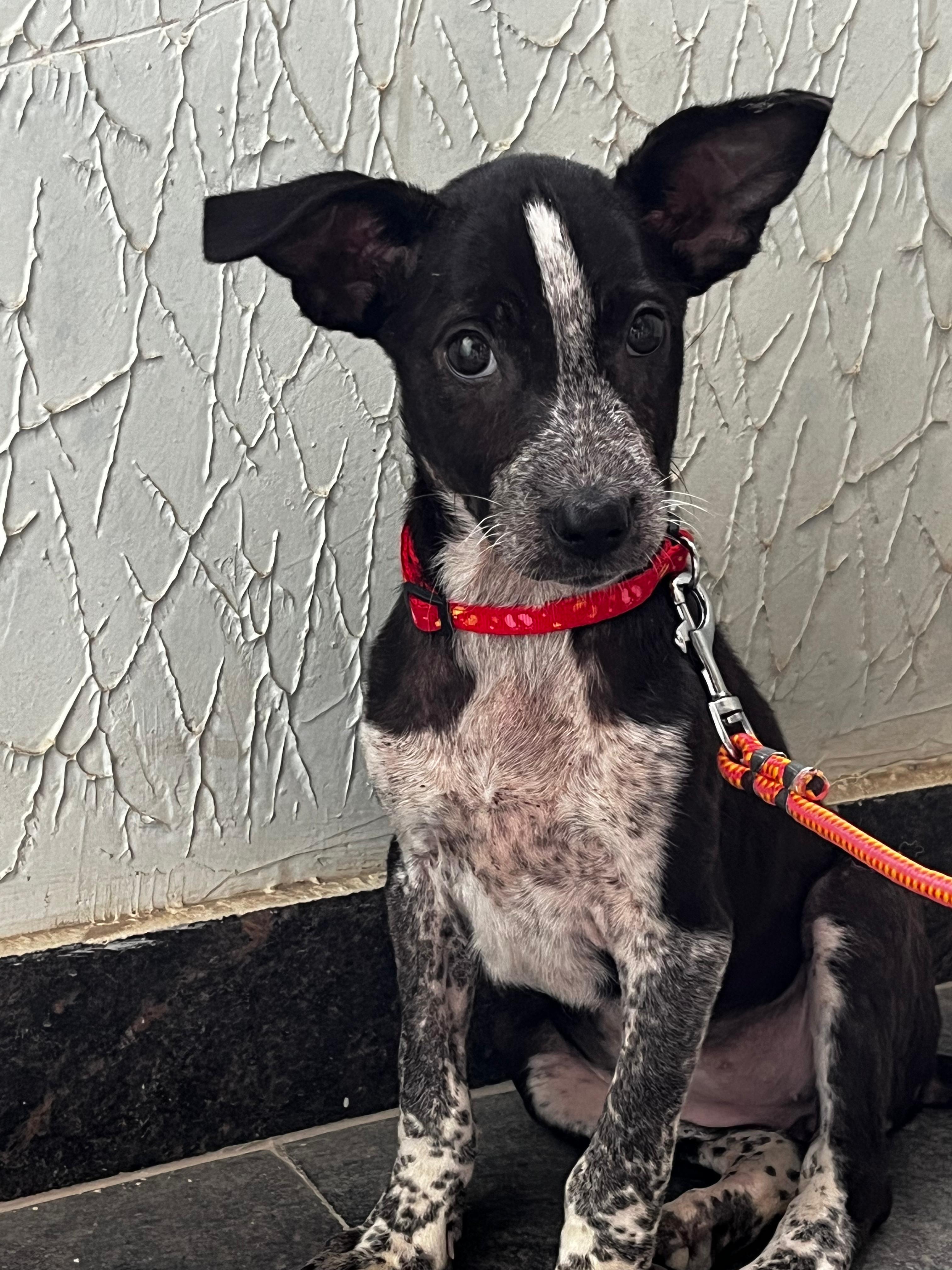 Poppy sleeping peacefully