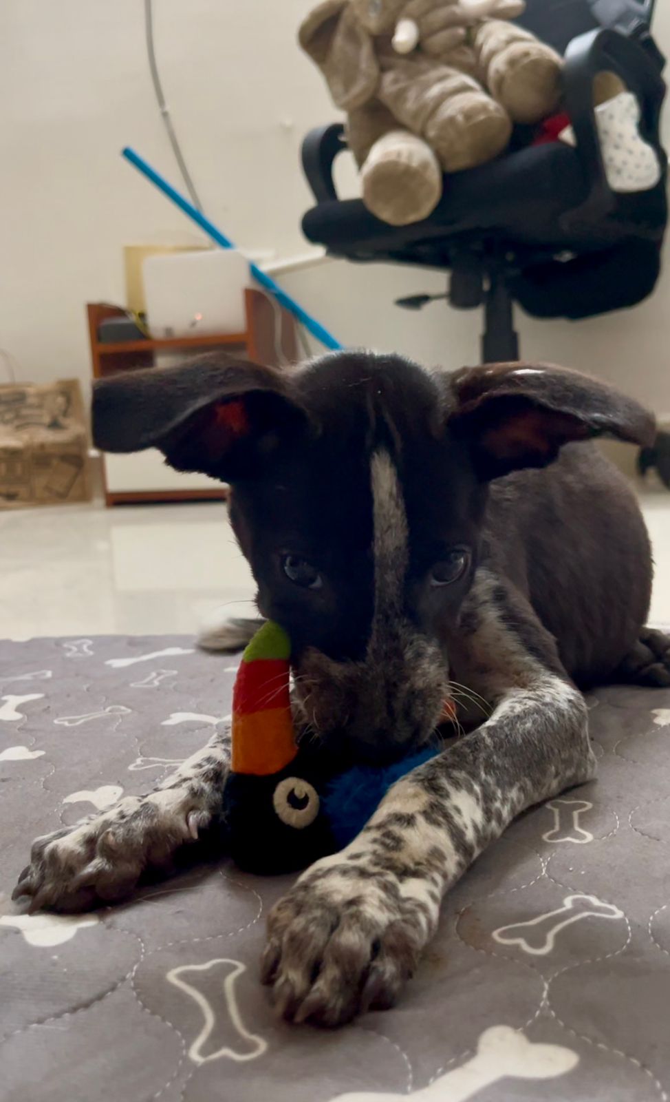 Poppy sleeping peacefully after playtime