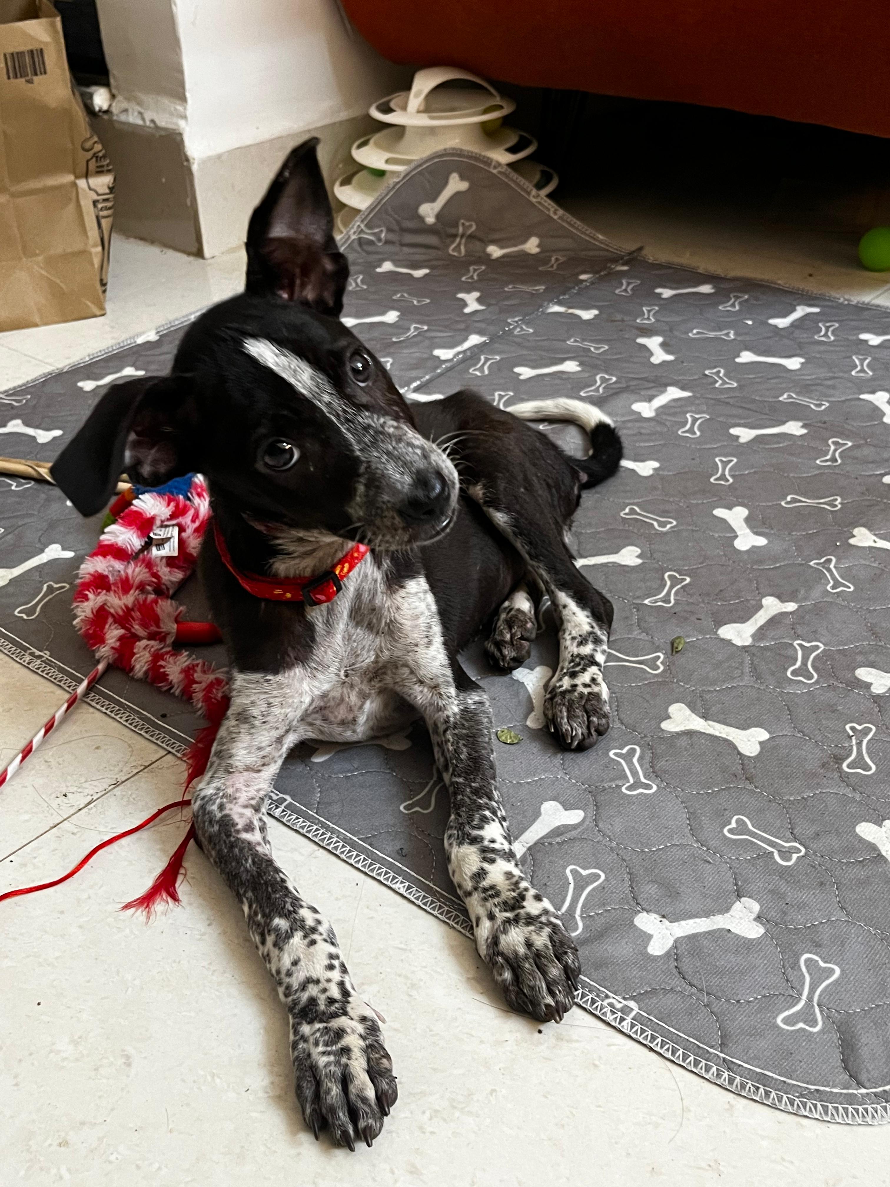 Poppy enjoying a walk on a leash