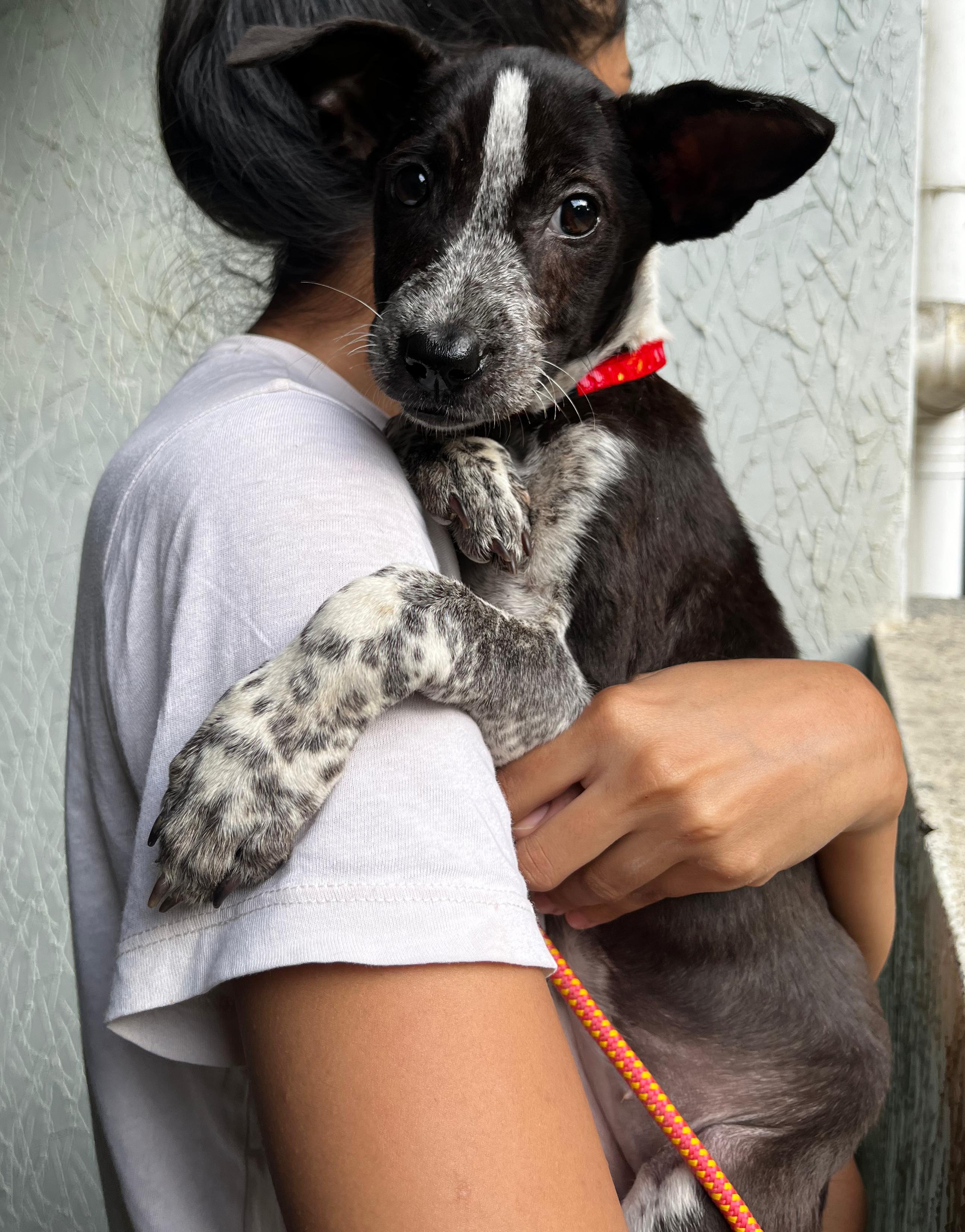 Poppy sleeping peacefully after playtime
