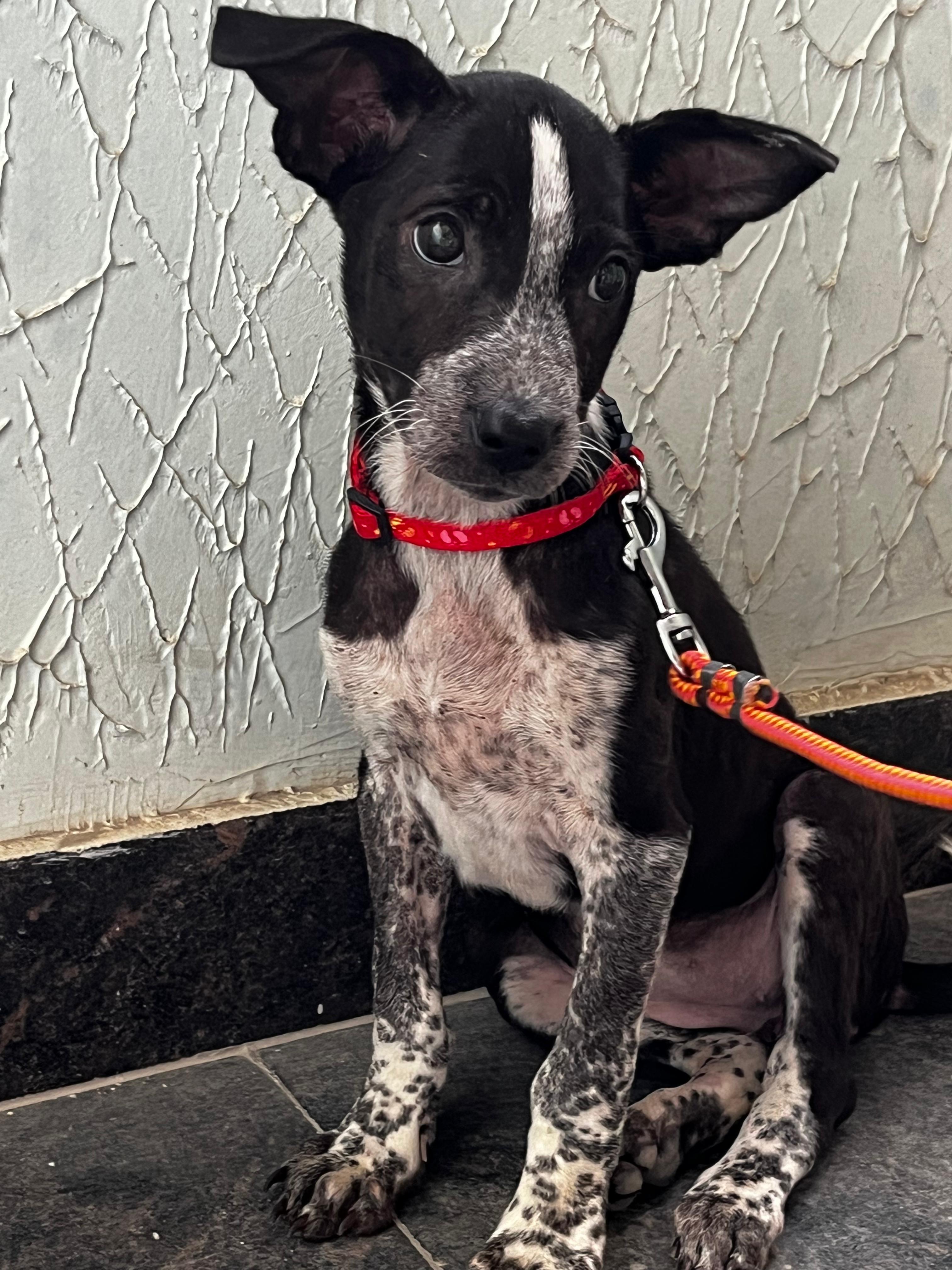 Poppy looking adorable and curious