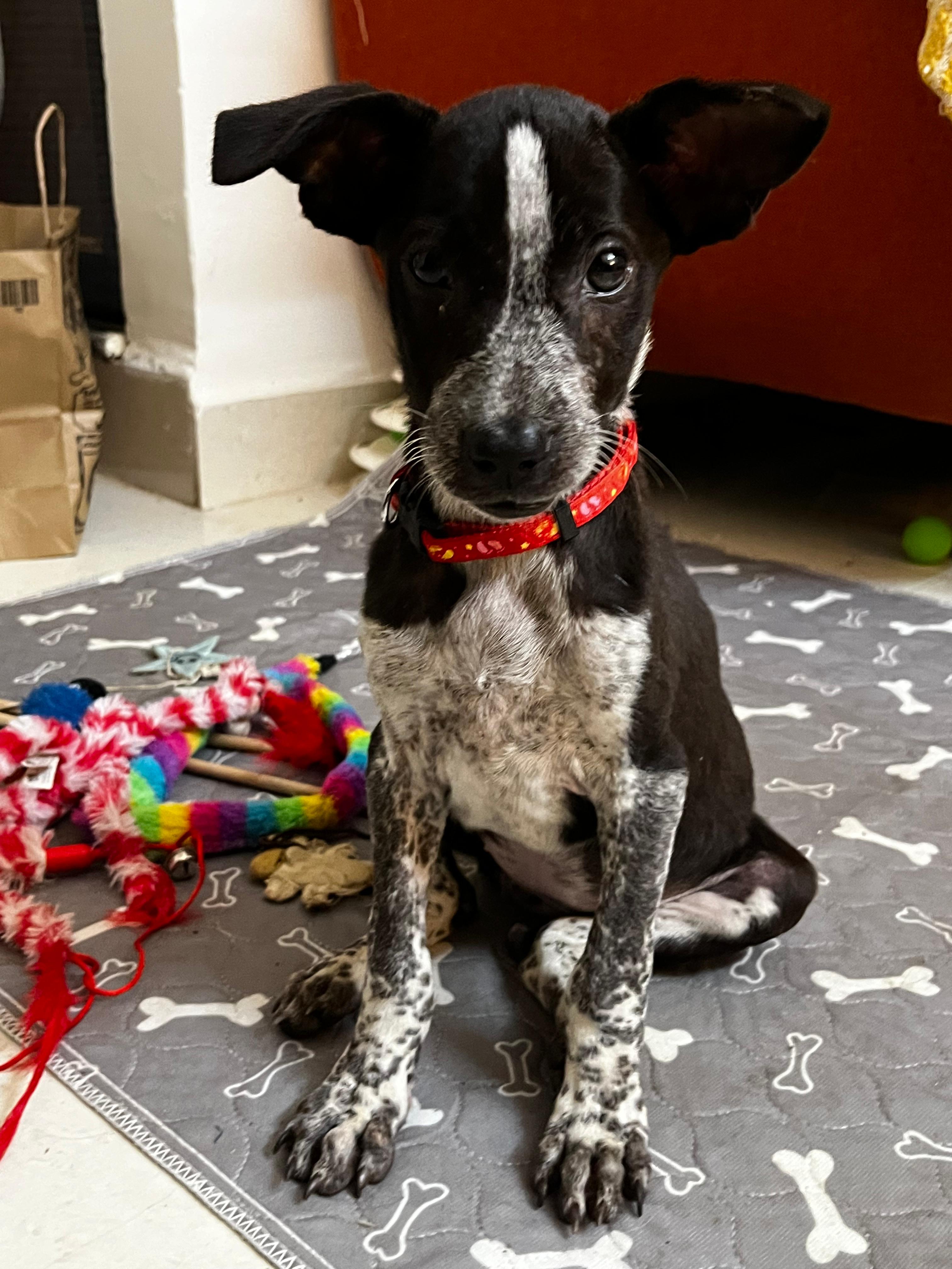 Poppy looking adorable